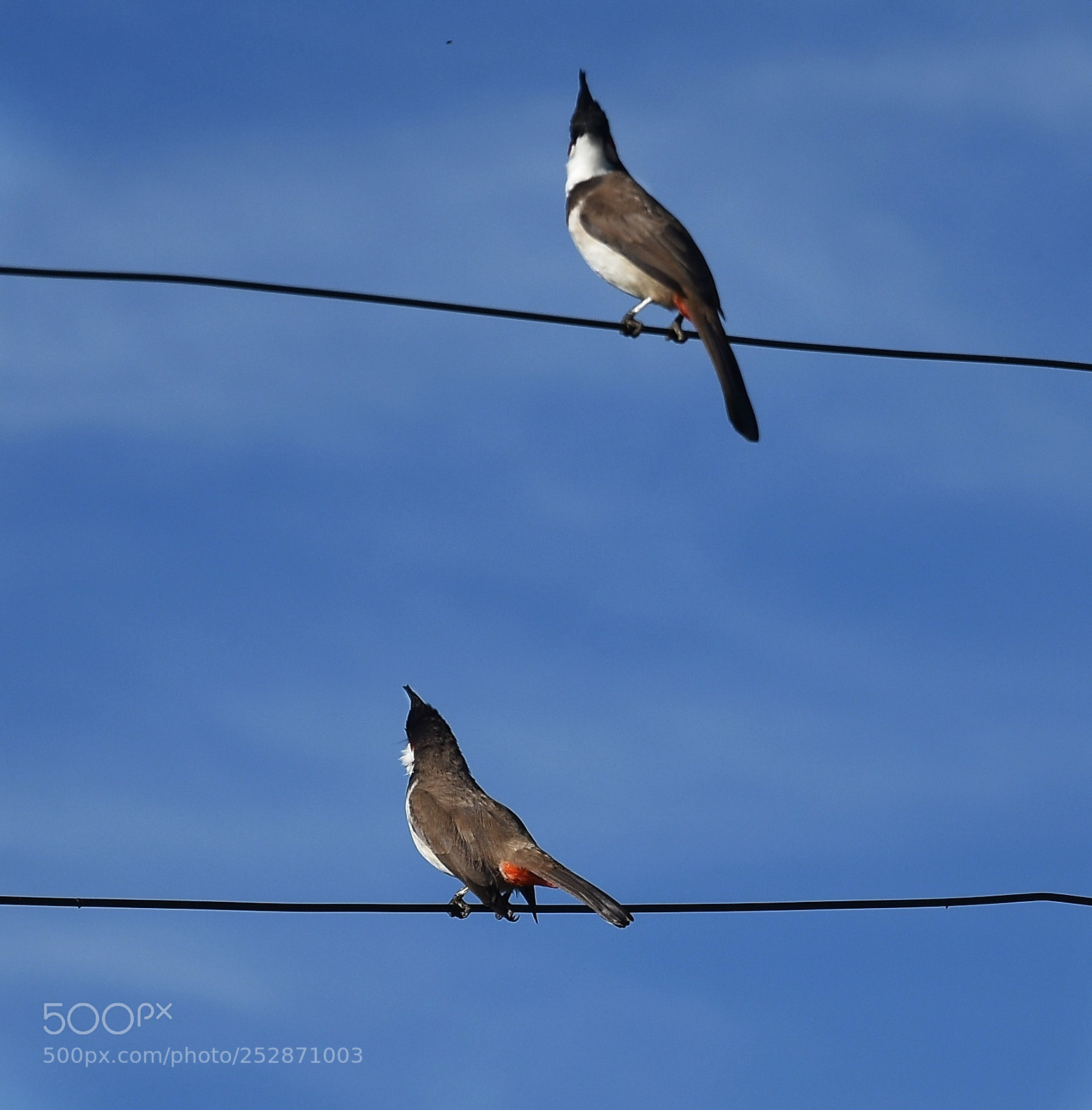 Nikon D7200 sample photo. Red whiskered bulbuls photography