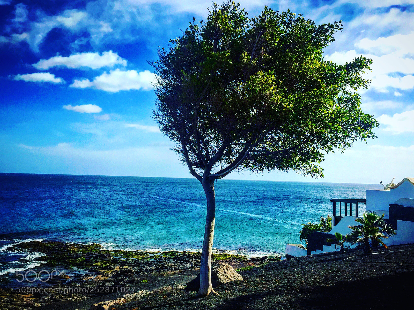 Apple iPhone 6 Plus sample photo. Tree on the sea  photography