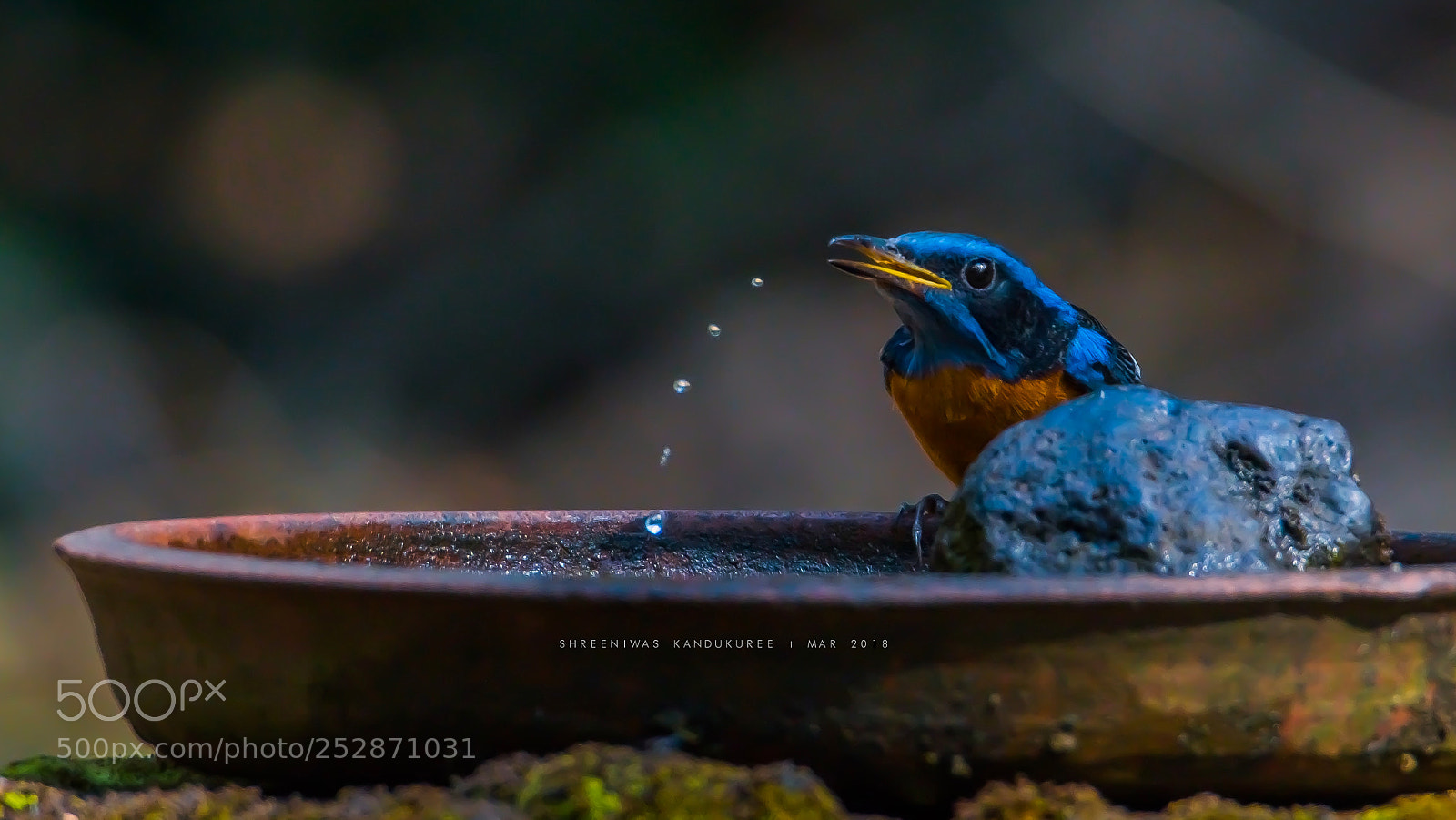 Nikon D500 sample photo. Blue capped rock thrush photography