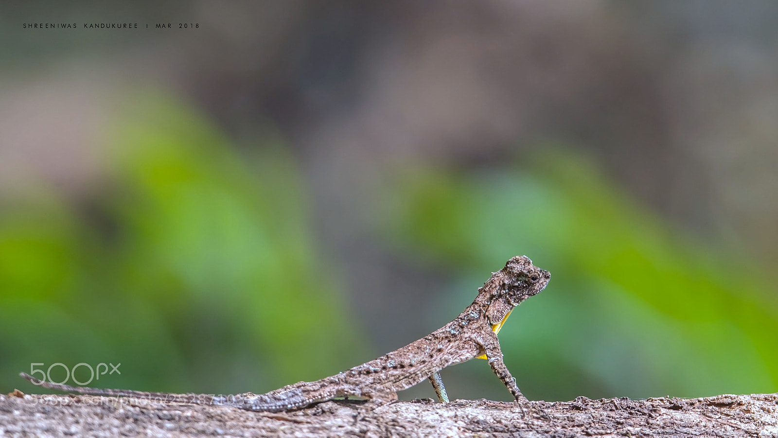 Nikon D500 sample photo. Lizard photography