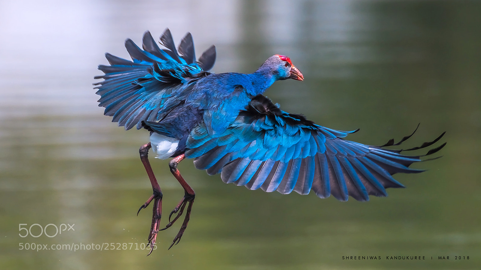 Nikon D500 sample photo. Purple morehen photography