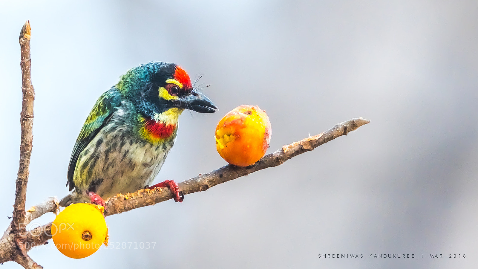 Nikon D500 sample photo. Coppersmith barbet photography