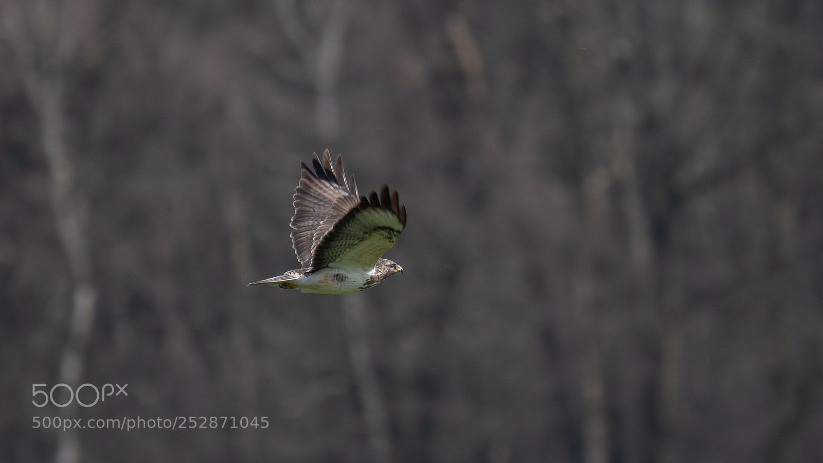 Nikon D500 sample photo. Buizerd in vlucht photography