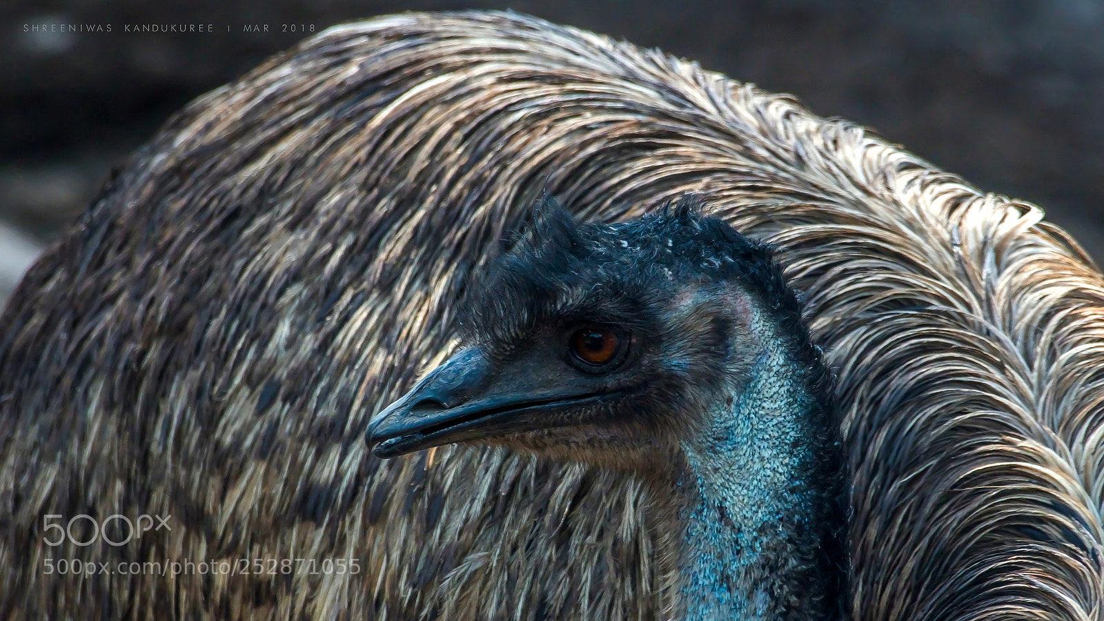 Nikon D500 sample photo. Ostrich photography