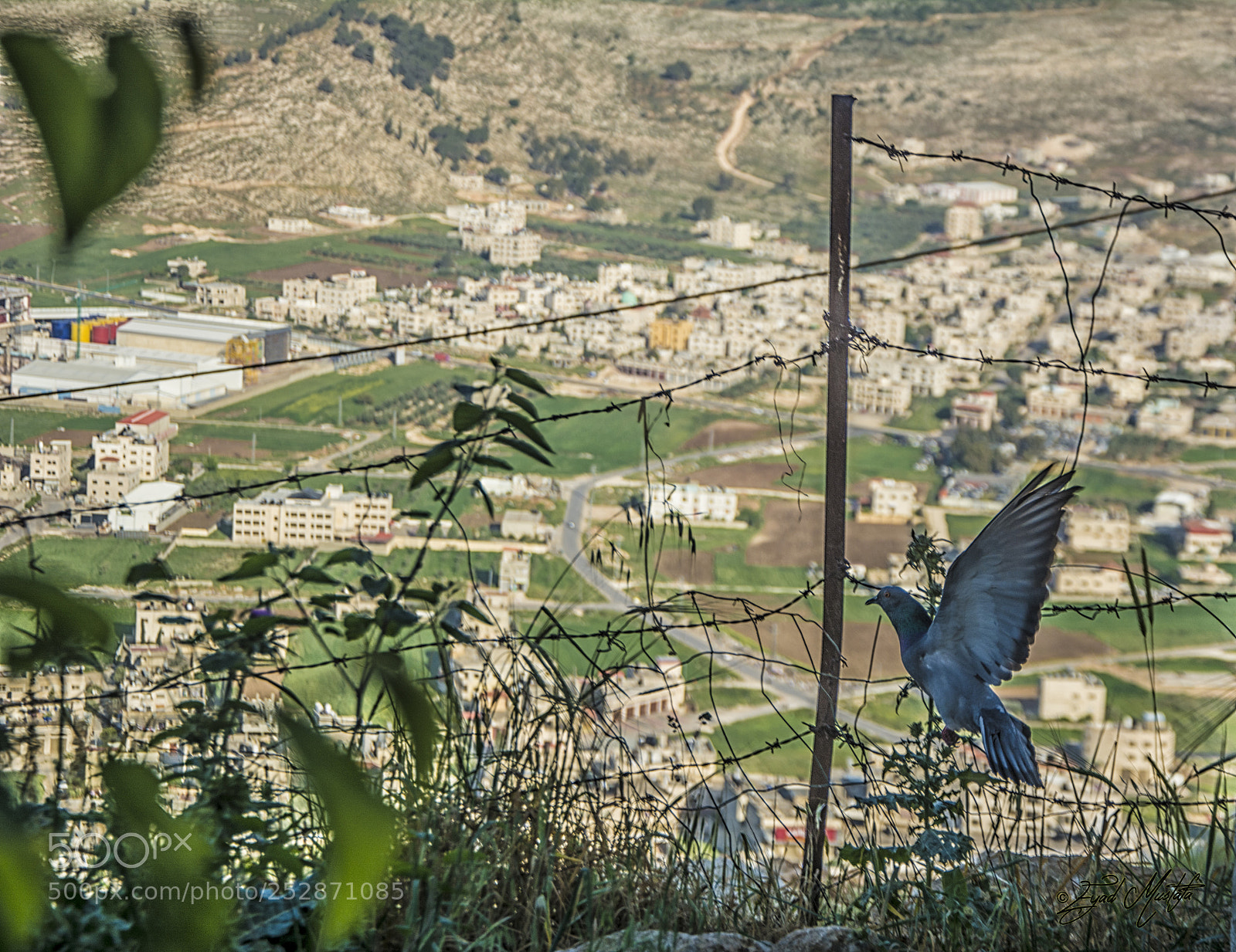 Nikon D7100 sample photo. Pigeons fly photography