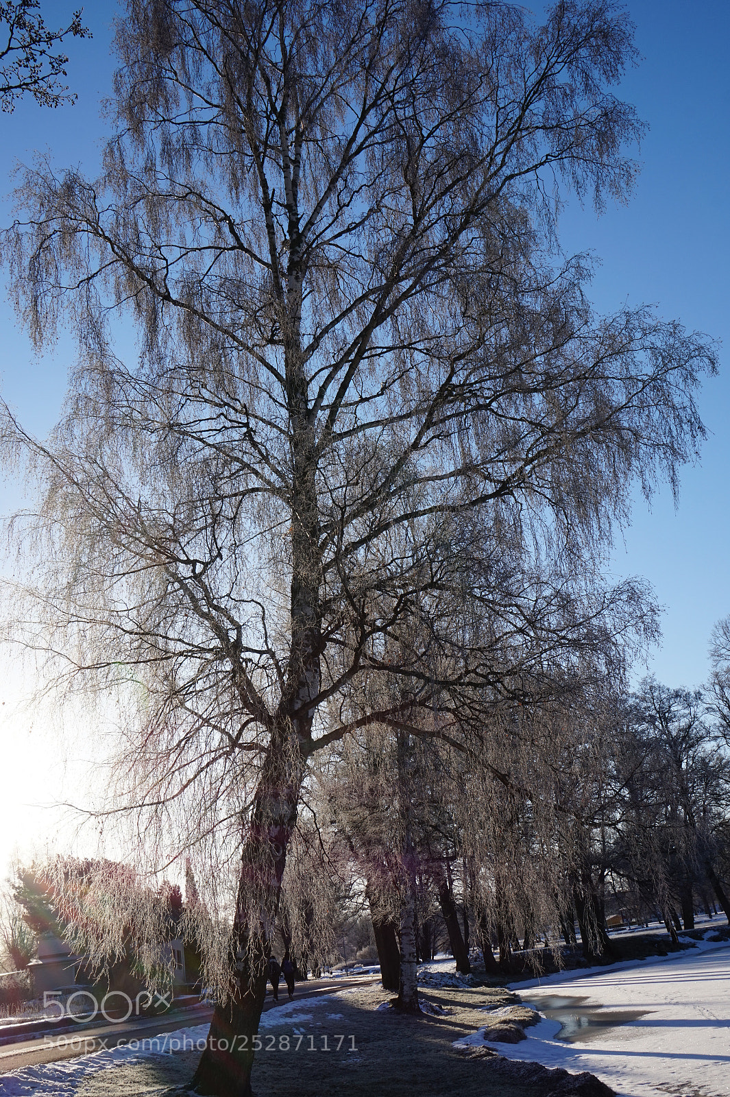 Sony Alpha a5000 (ILCE 5000) sample photo. Swedish tree in winter photography