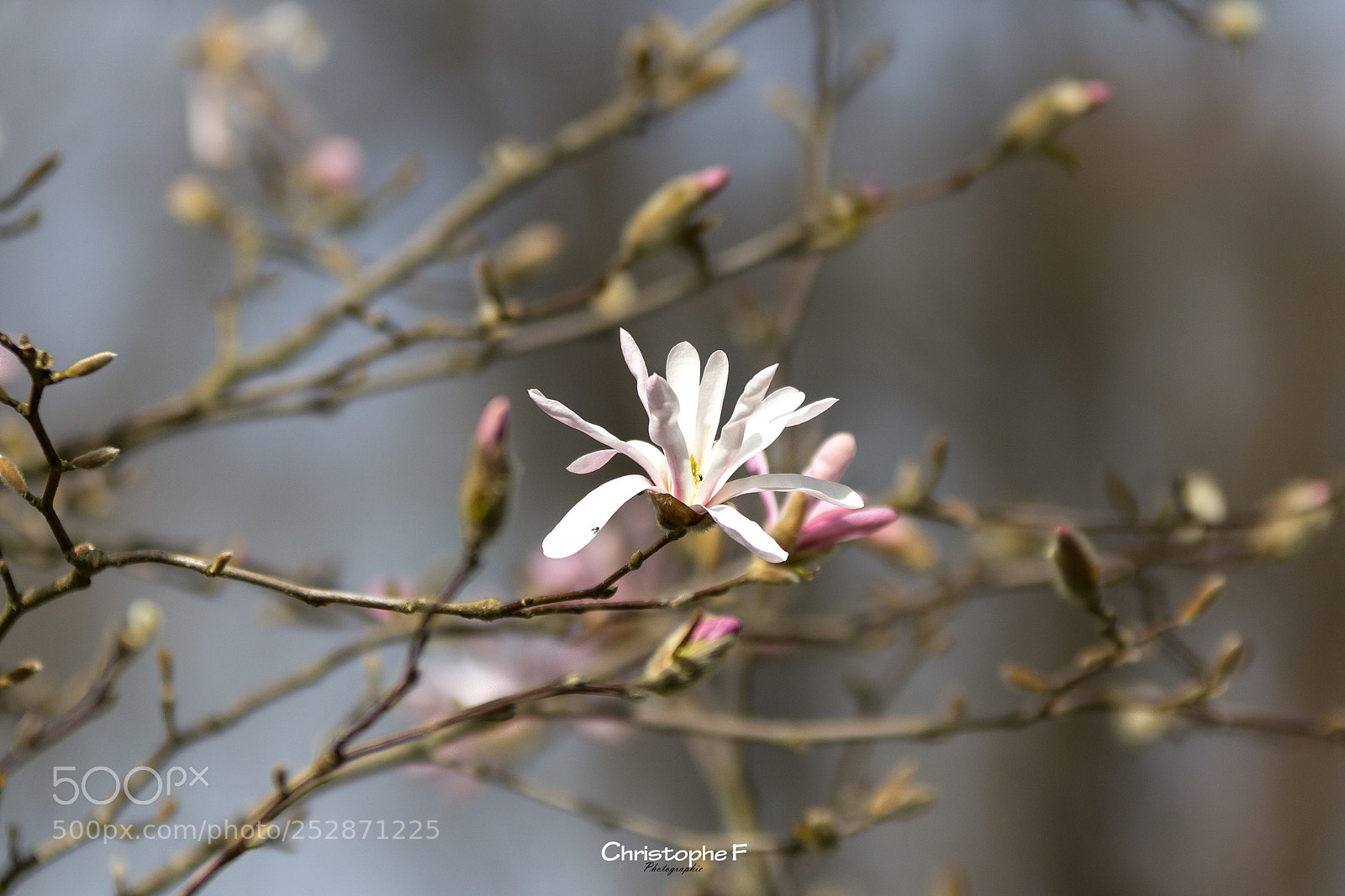Canon EOS 60D sample photo. Magnolia photography