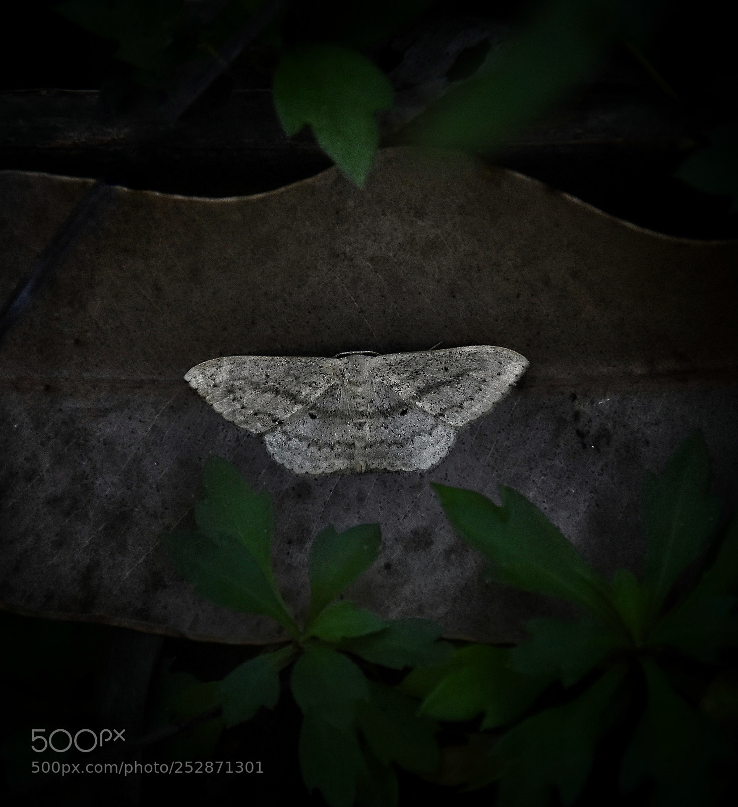 Nikon D7200 sample photo. Moth photography