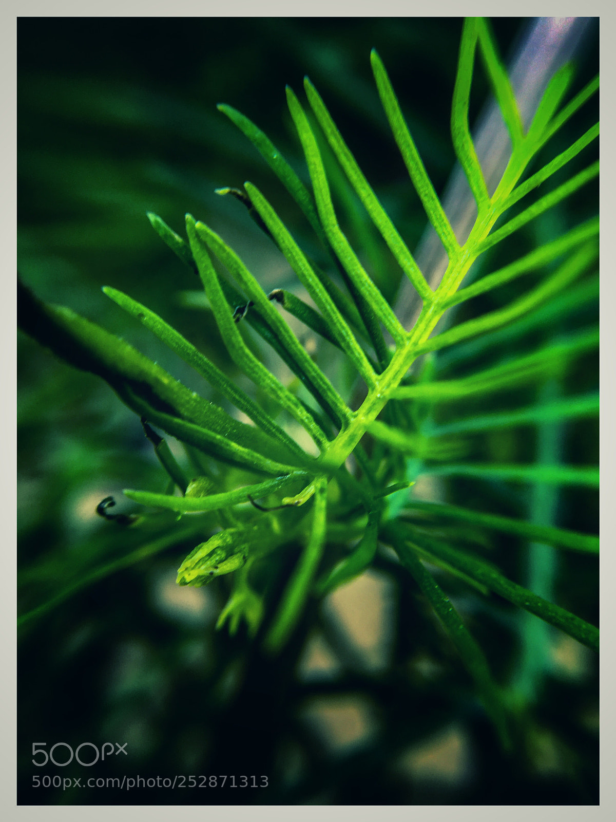 Apple iPhone 6s sample photo. Deep green....beauty of nature photography