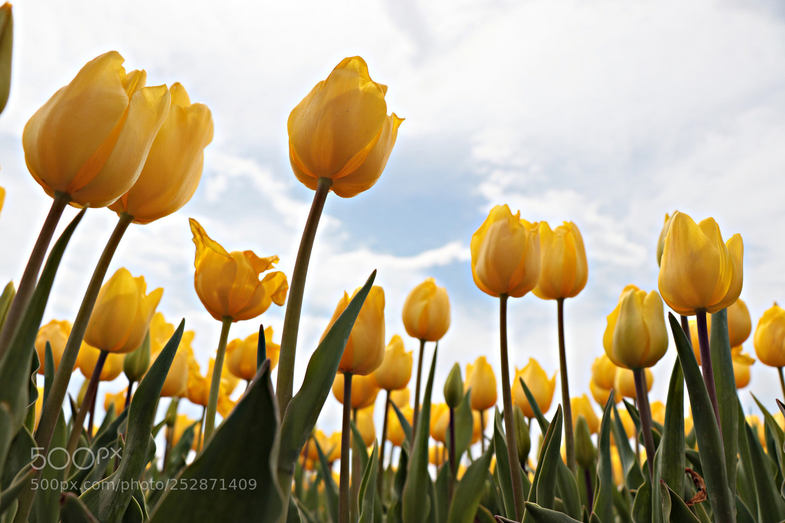 Canon EOS 80D sample photo. Sari lale / yellow tulip photography