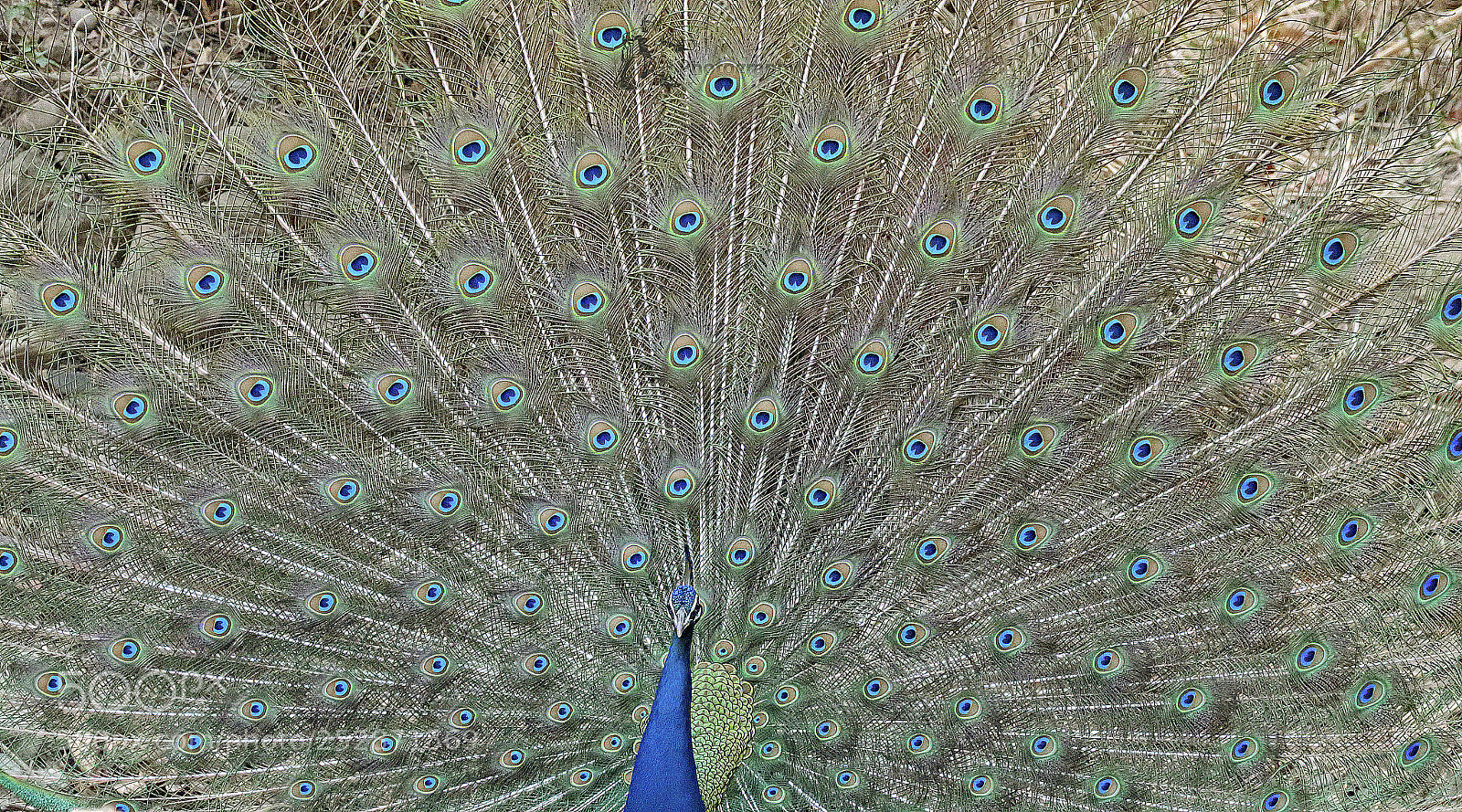 Canon EOS 7D Mark II sample photo. Peacock photography