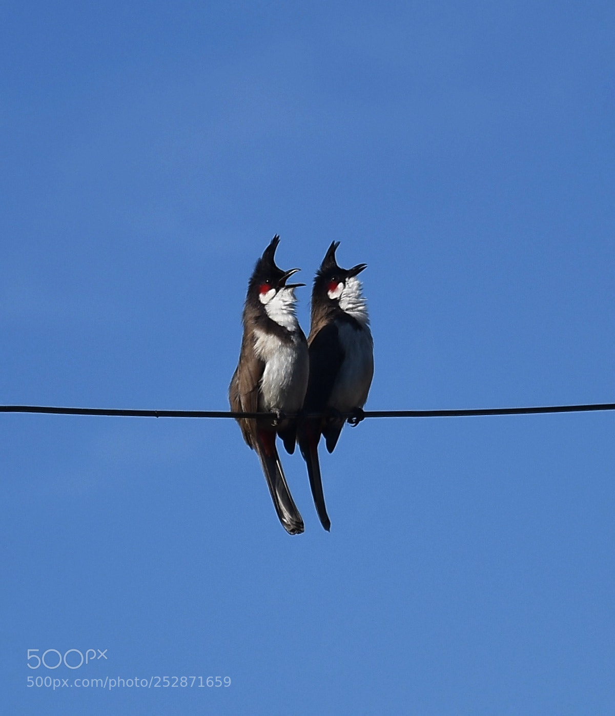 Nikon D7200 sample photo. Red whiskered bulbuls photography