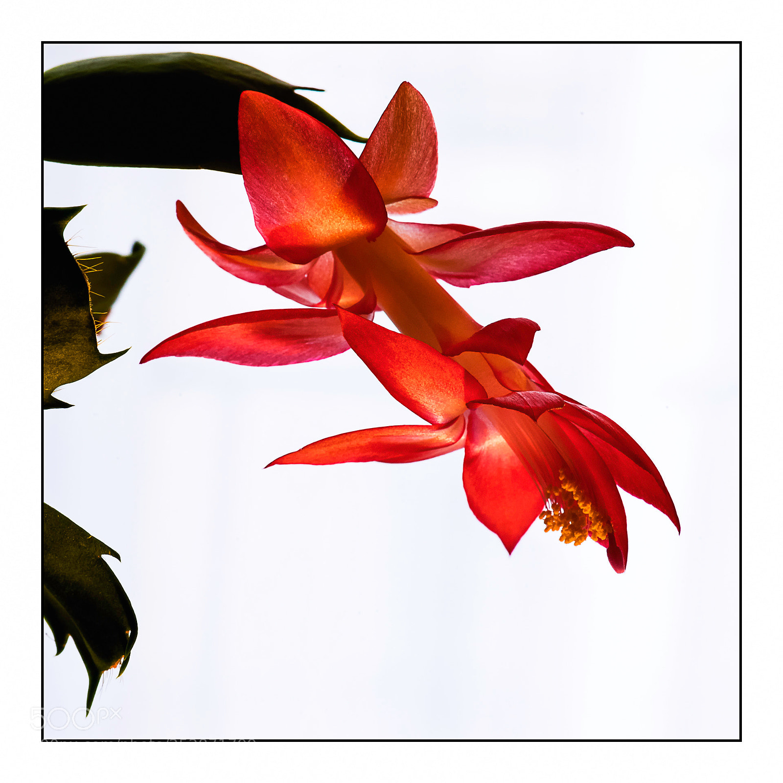 Nikon D610 sample photo. Epiphanium photography