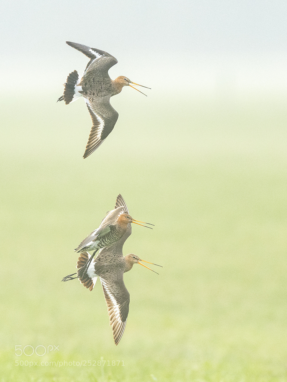 Nikon D500 sample photo. The survival of the photography