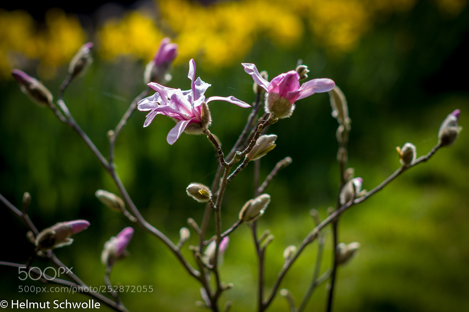 Canon EOS 80D sample photo. Frühling (1) photography