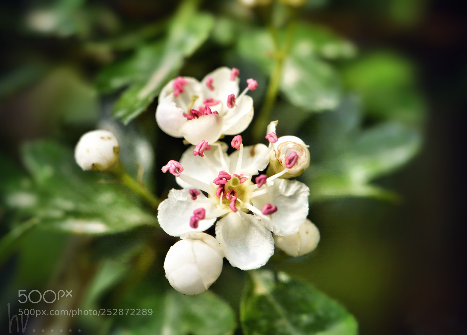 Nikon D7100 sample photo. Little beauties photography