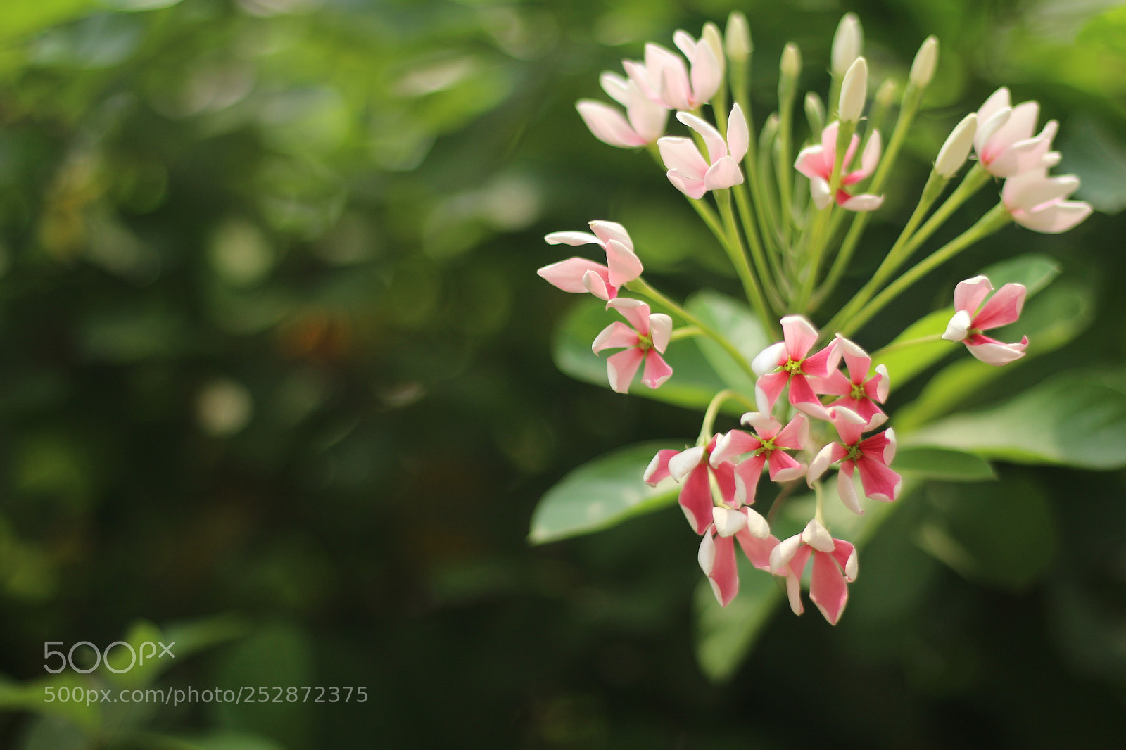 Canon EOS 700D (EOS Rebel T5i / EOS Kiss X7i) + Canon EF 50mm F1.8 STM sample photo. None characterized thing photography