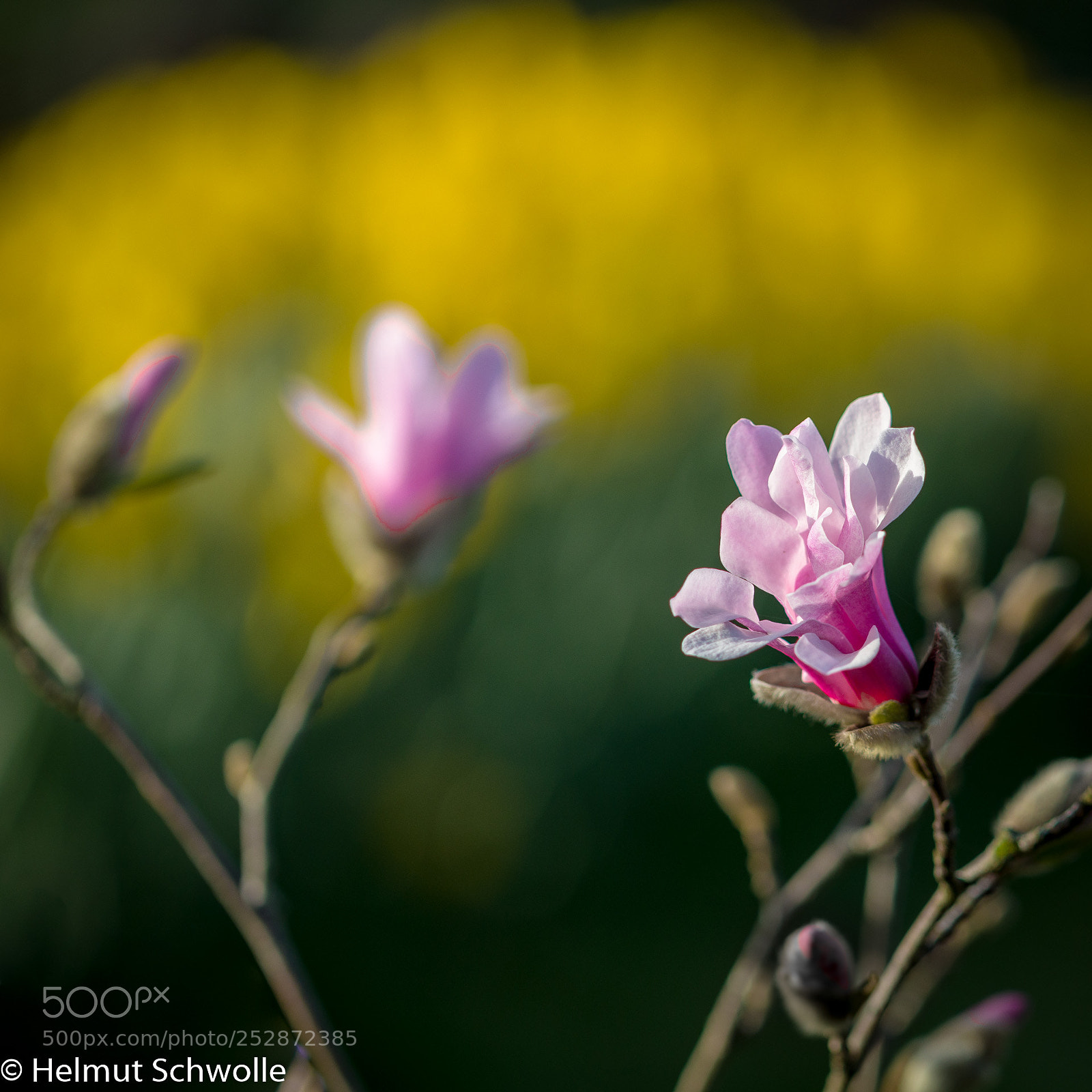Canon EOS 80D sample photo. Frühling (2) photography