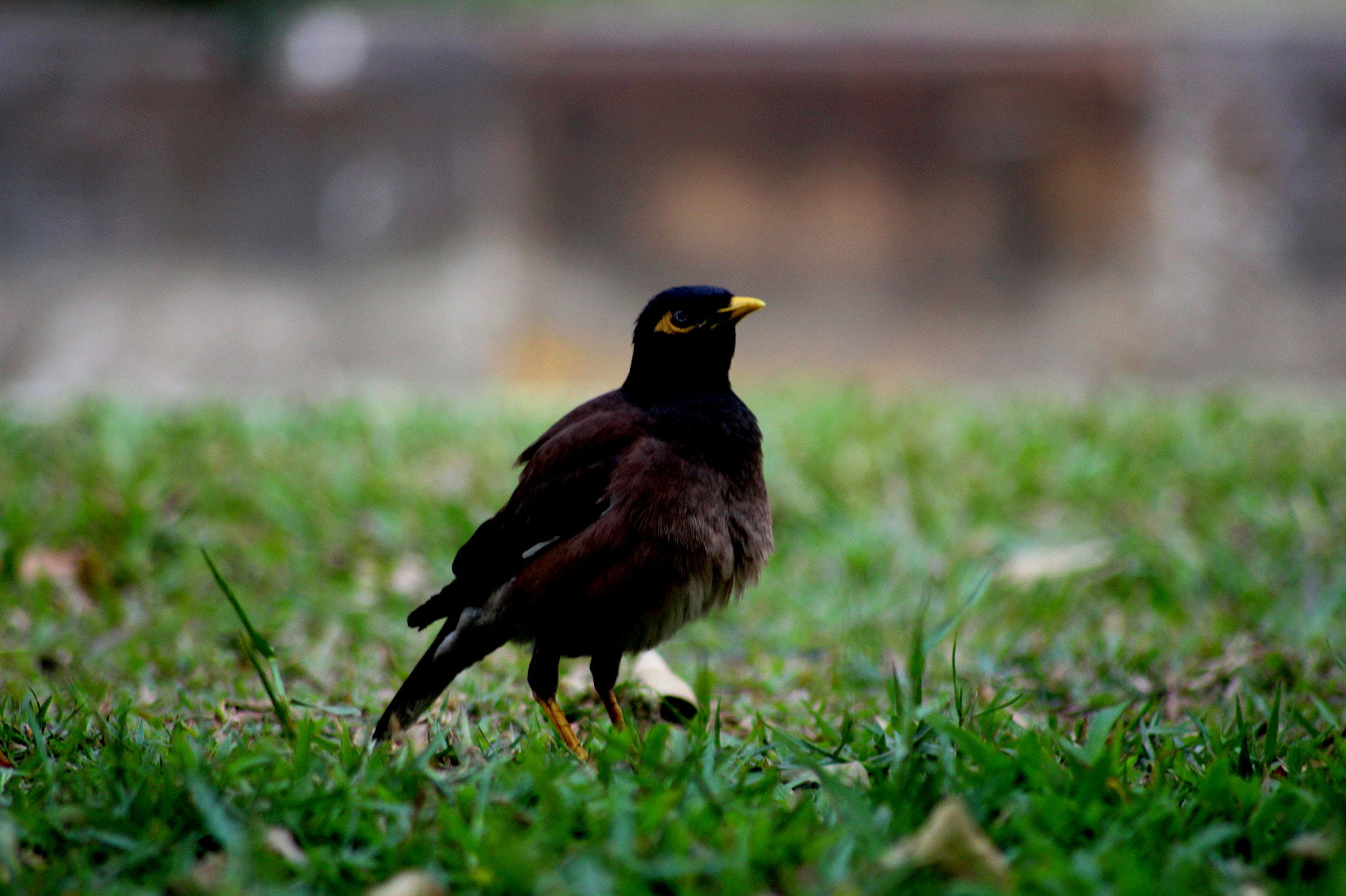 Canon EOS 700D (EOS Rebel T5i / EOS Kiss X7i) sample photo. None characterized thing photography