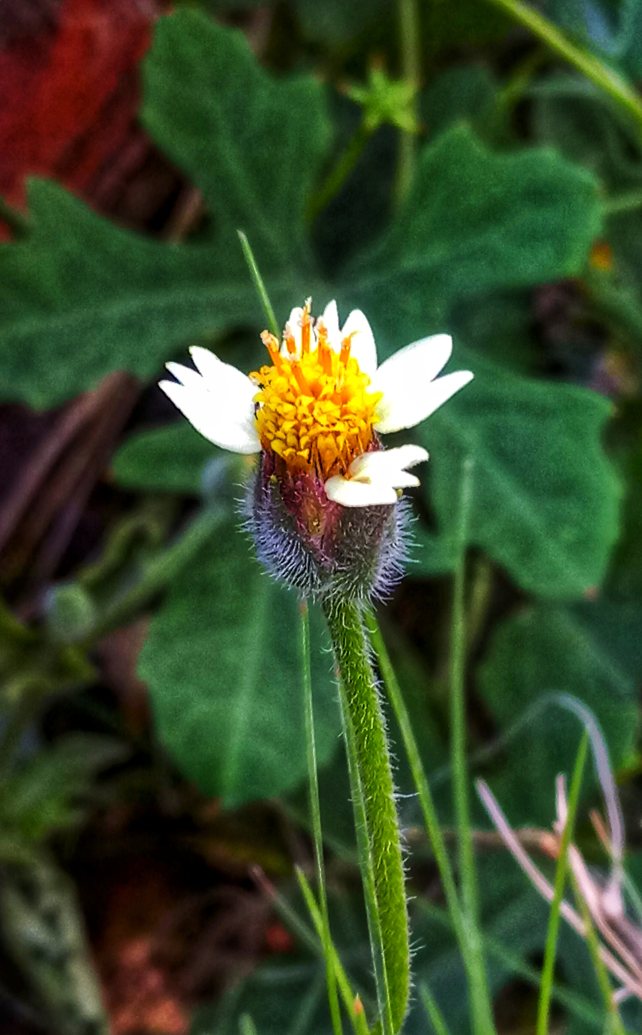 HTC ONE A9S sample photo. Wildflowers photography