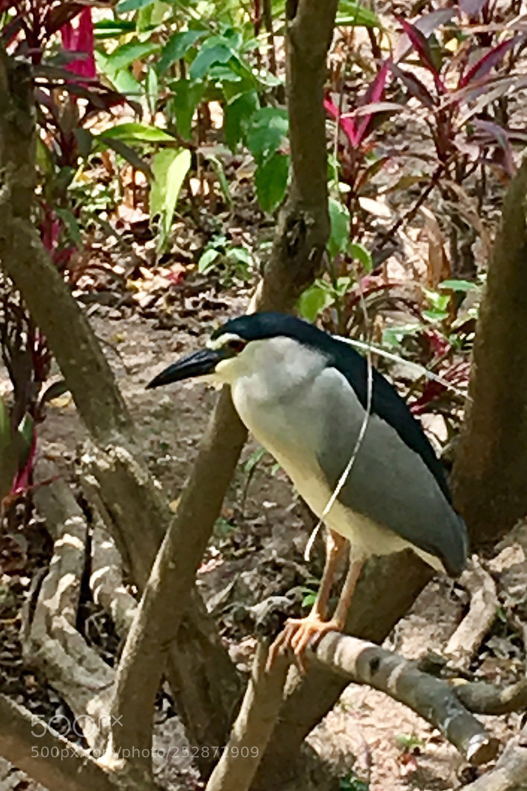 Apple iPhone 6s Plus sample photo. A sleeping bird photography