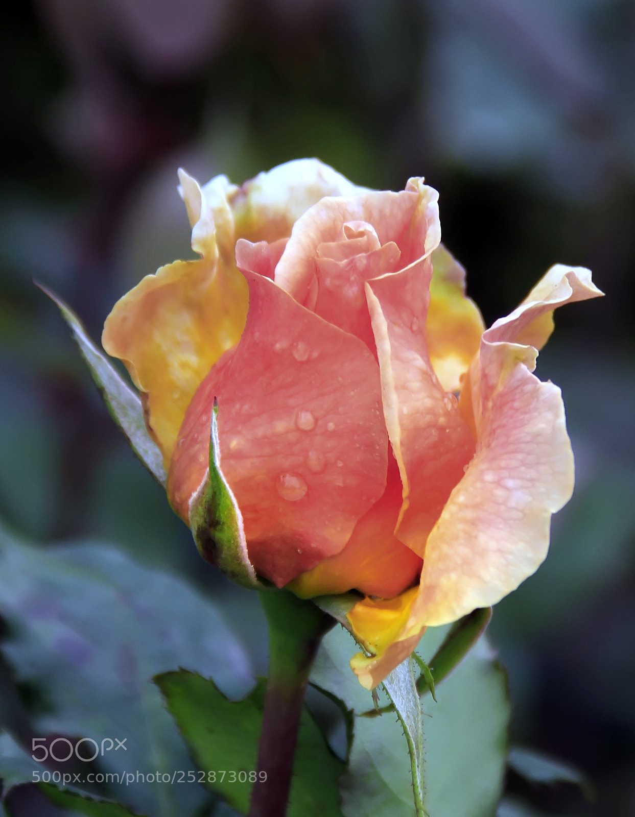 Canon EOS 7D sample photo. Rose photography