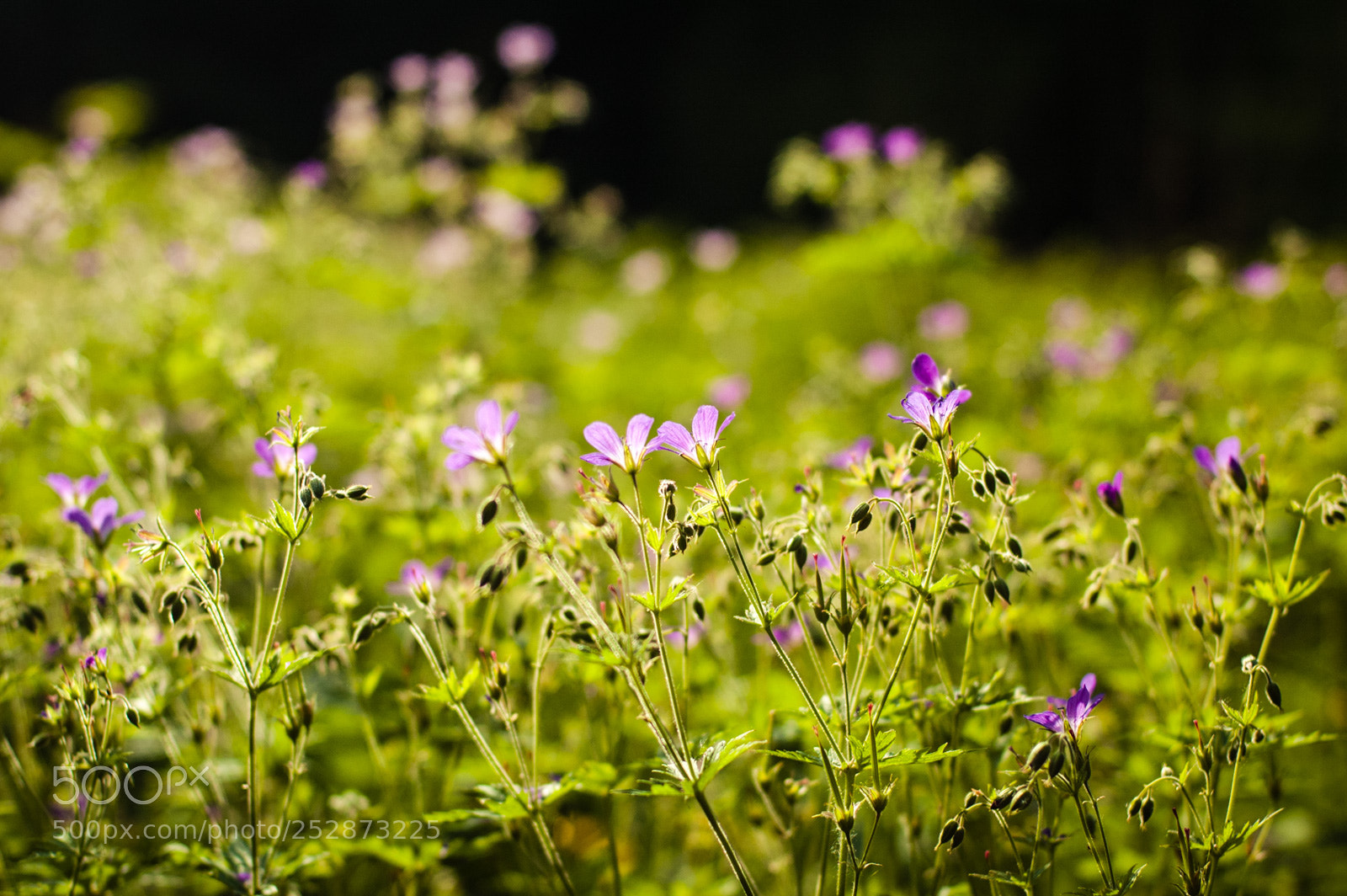 Nikon D70s sample photo. Wild flowers in bratsevo photography
