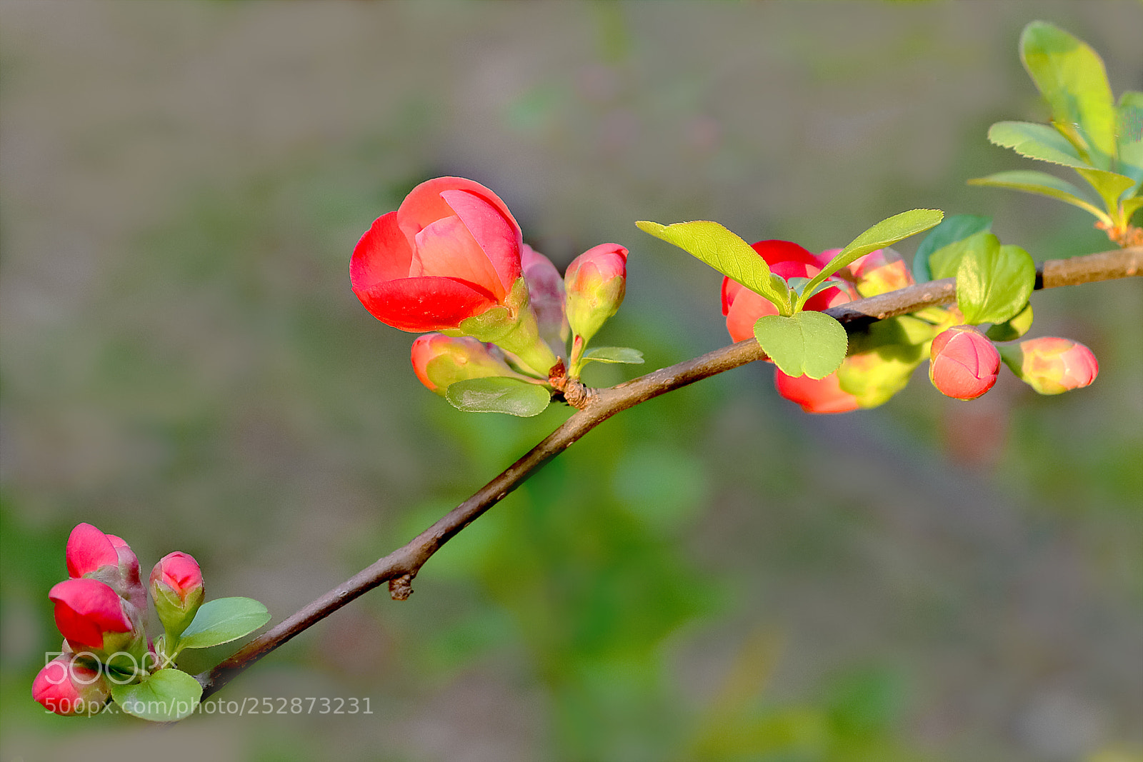 Canon EOS-1D X Mark II sample photo. 贴梗海棠 photography