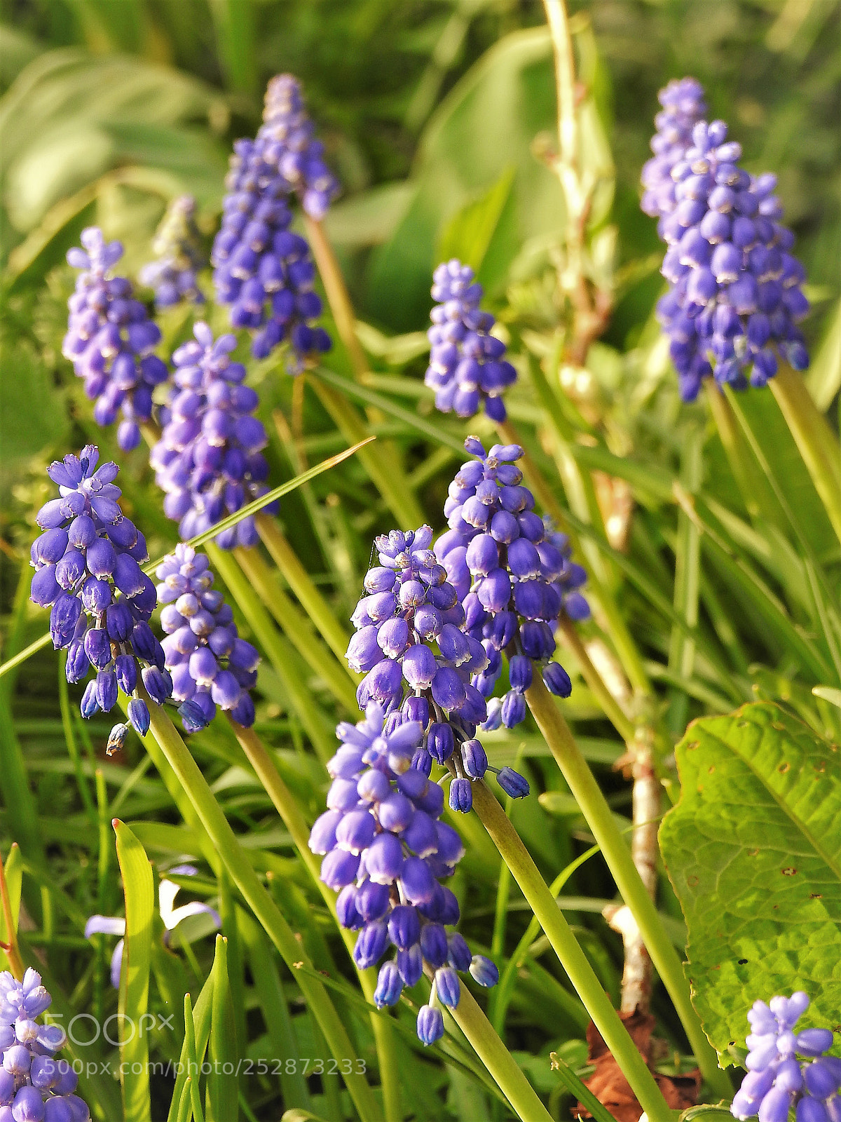 Nikon Coolpix P900 sample photo. Muscari armeniacum photography
