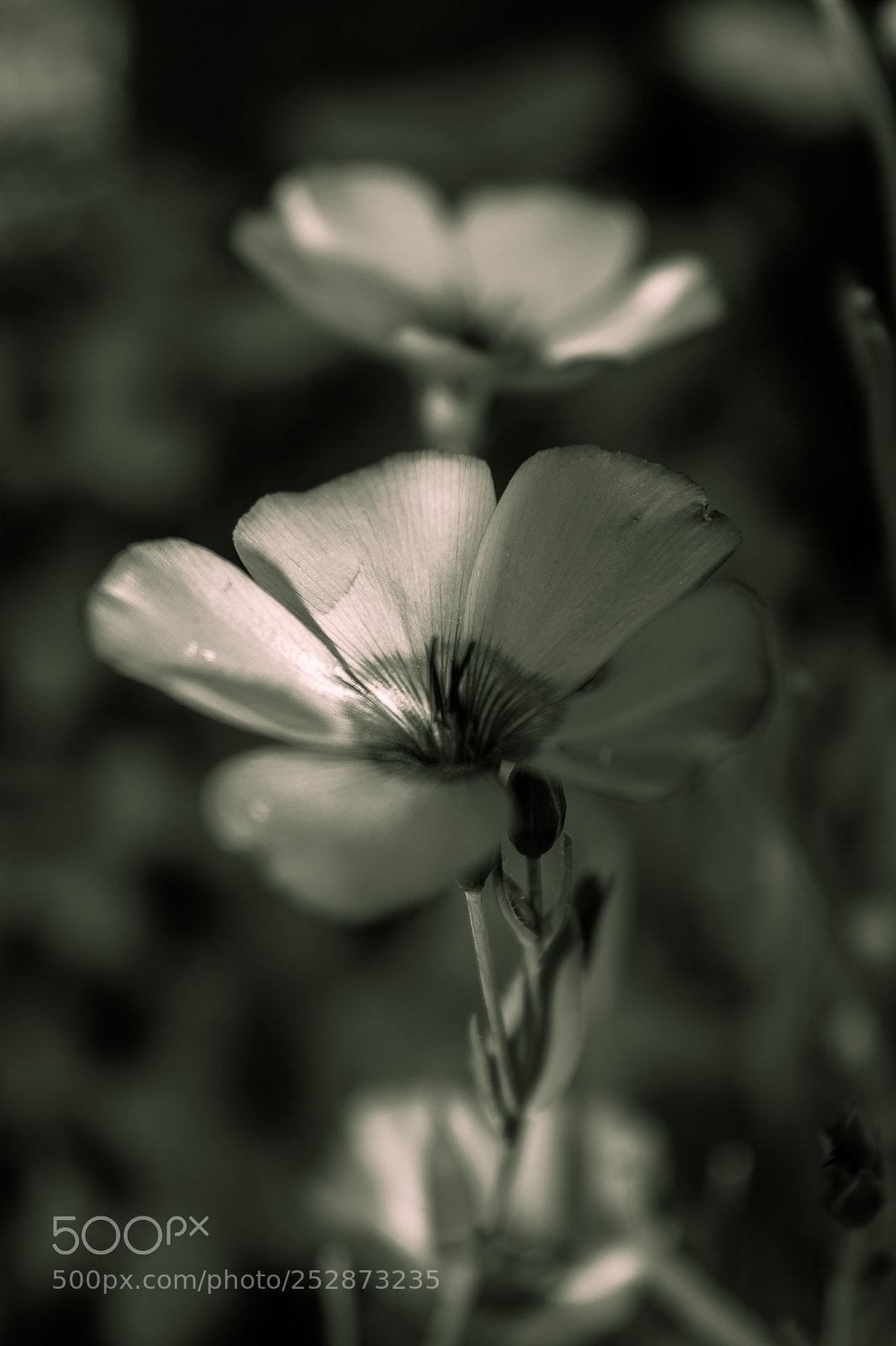Nikon D5200 sample photo. Flower photography