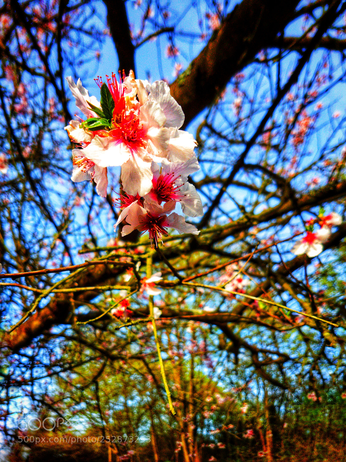 Samsung Galaxy S7 Edge sample photo. Pfirsich photography