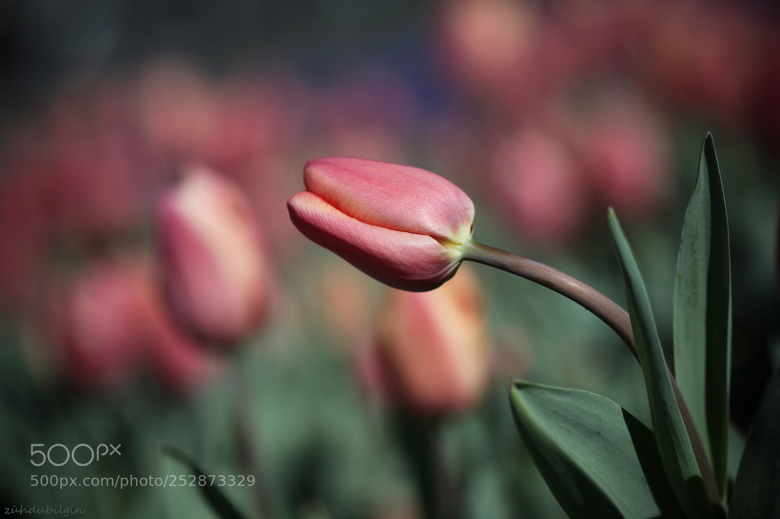 Canon EOS 5D Mark II sample photo. Tulip photography