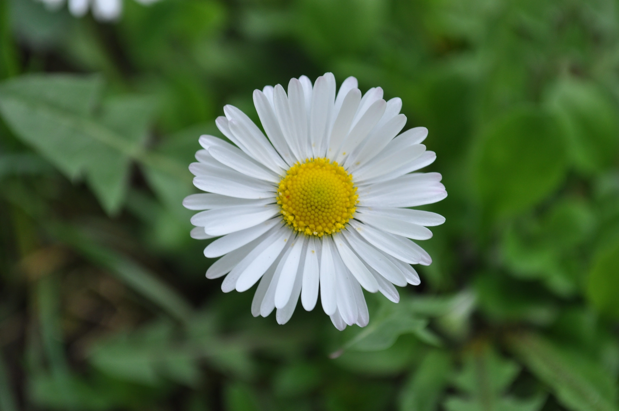 Nikon D90 sample photo. Daisy photography