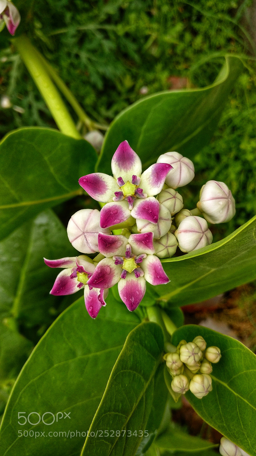 OnePlus A3003 sample photo. Calotropis procera ( arka ) photography