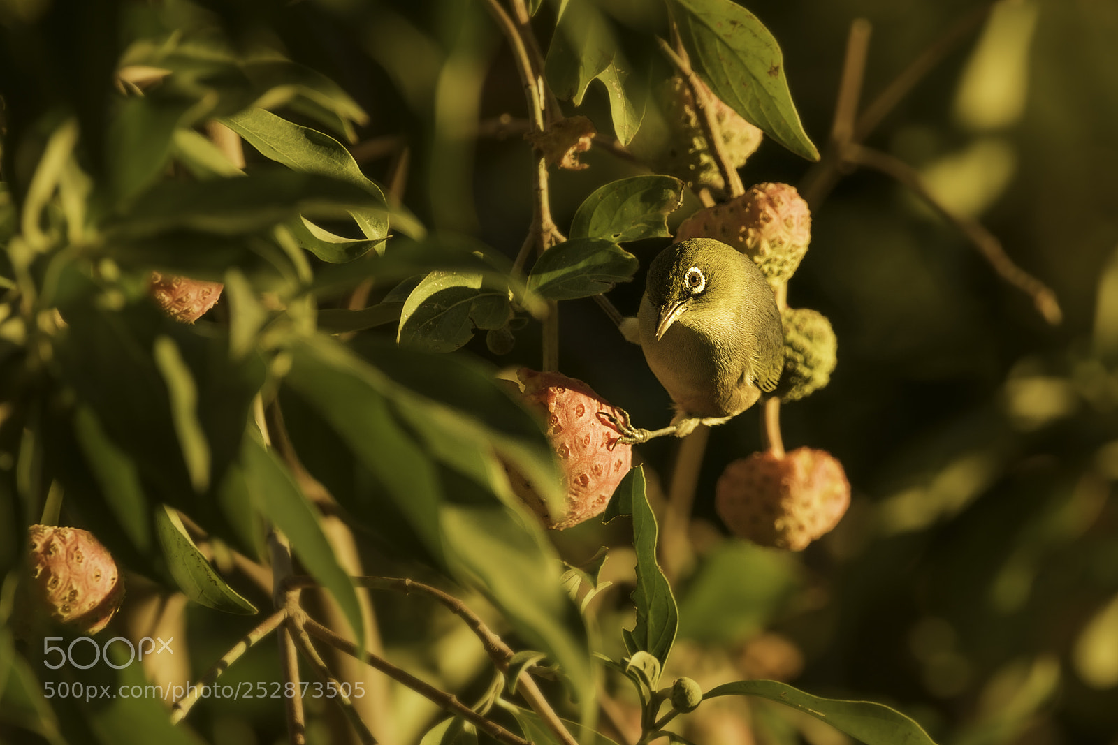 Nikon D850 sample photo. Waxeye feasting at golden photography