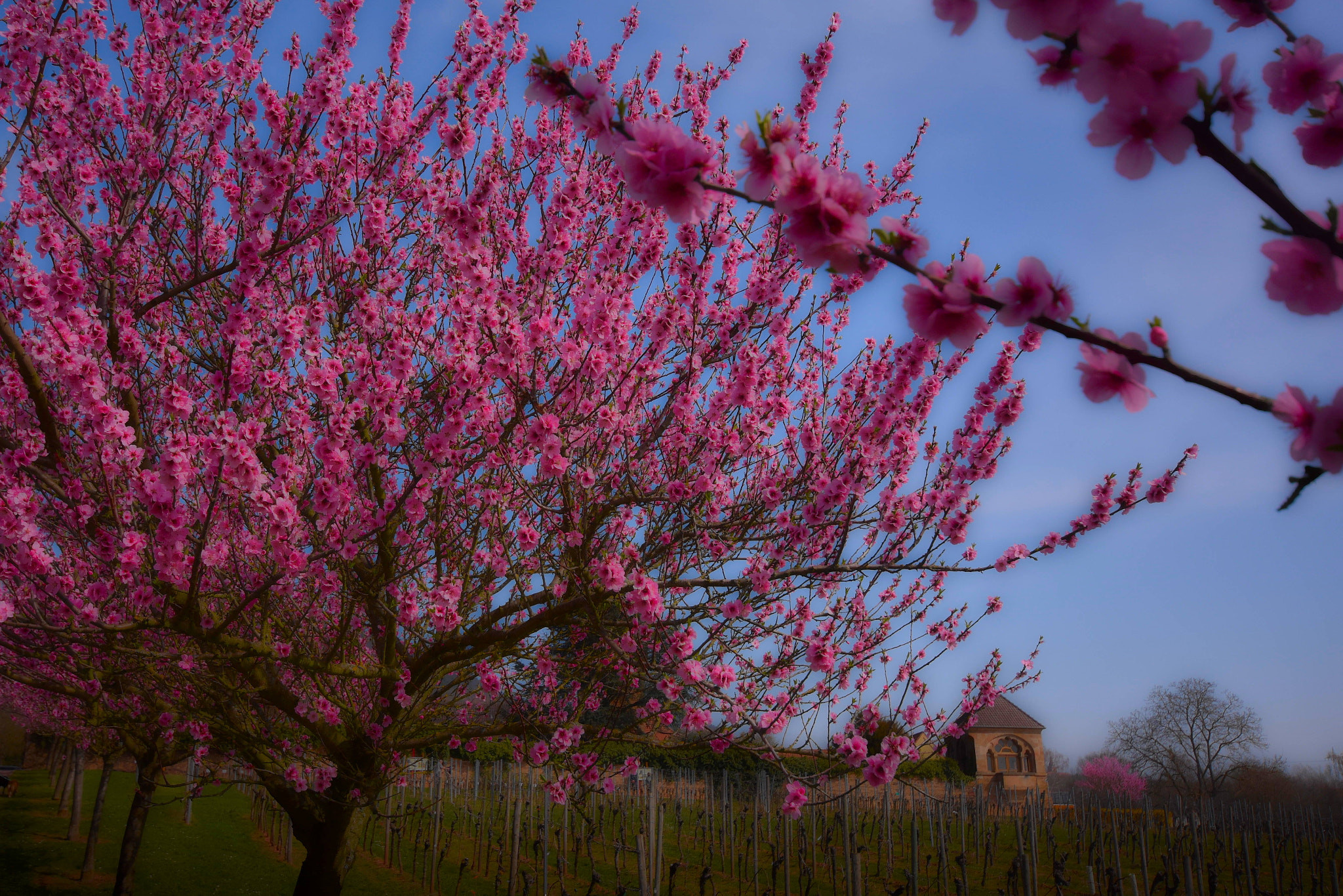 Nikon D7200 + Sigma 10-20mm F4-5.6 EX DC HSM sample photo. The ocean of blossoms photography