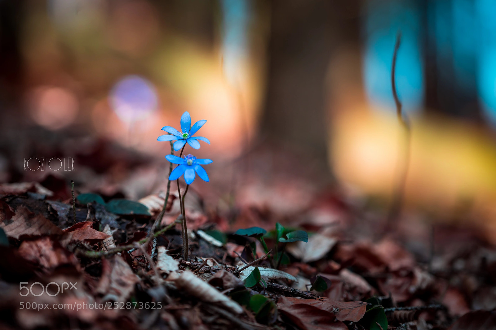 Sony a7 sample photo. Moravian forest photography