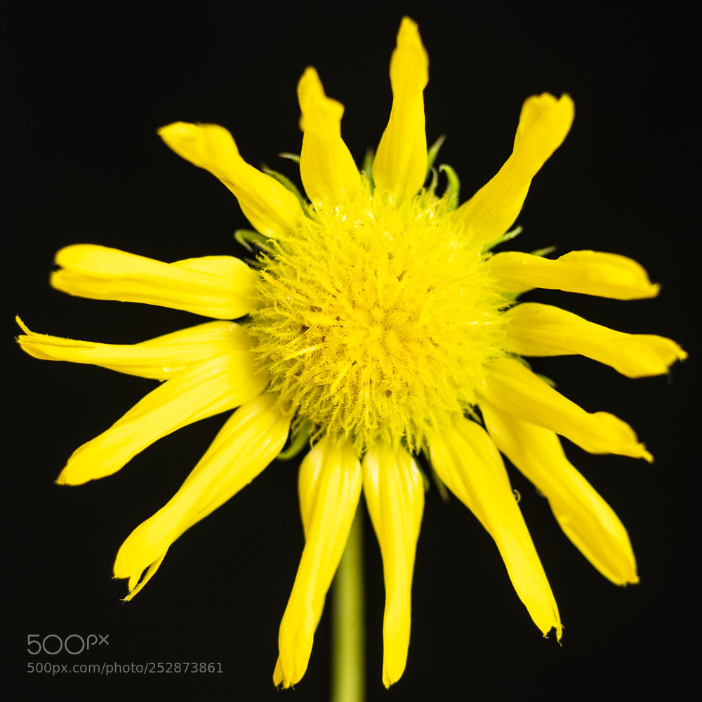 Nikon D850 sample photo. Flower photography