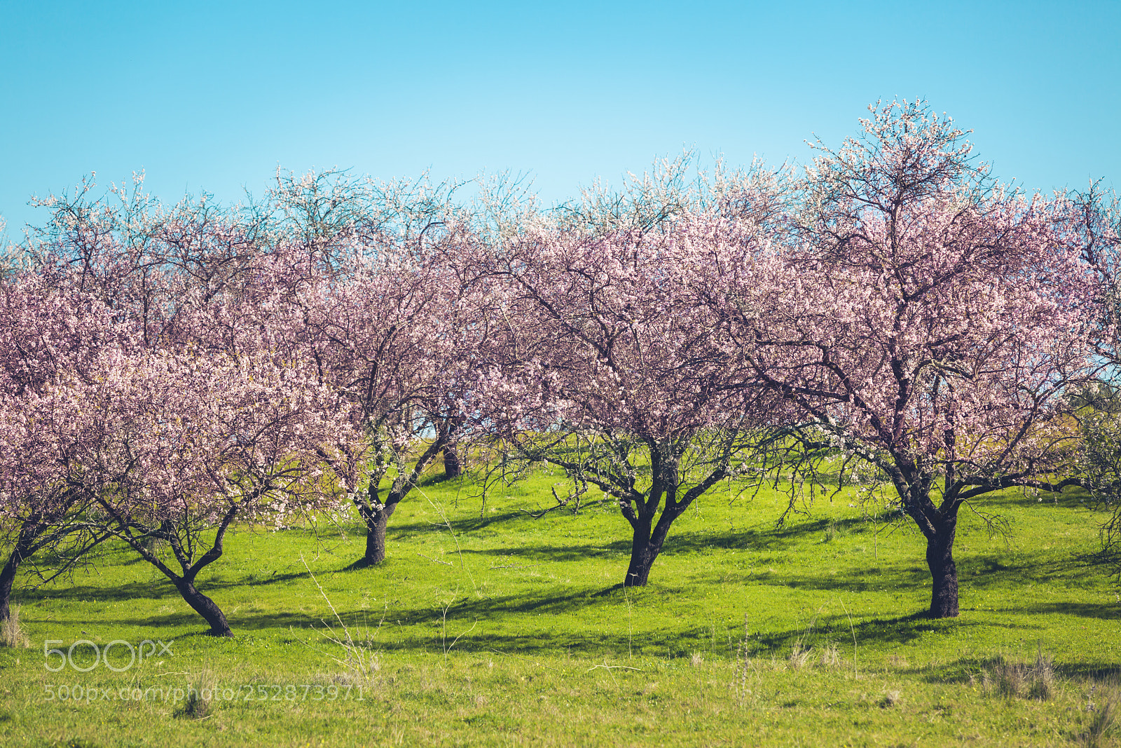 Canon EOS 5D Mark II sample photo. Pink blooming peach trees photography