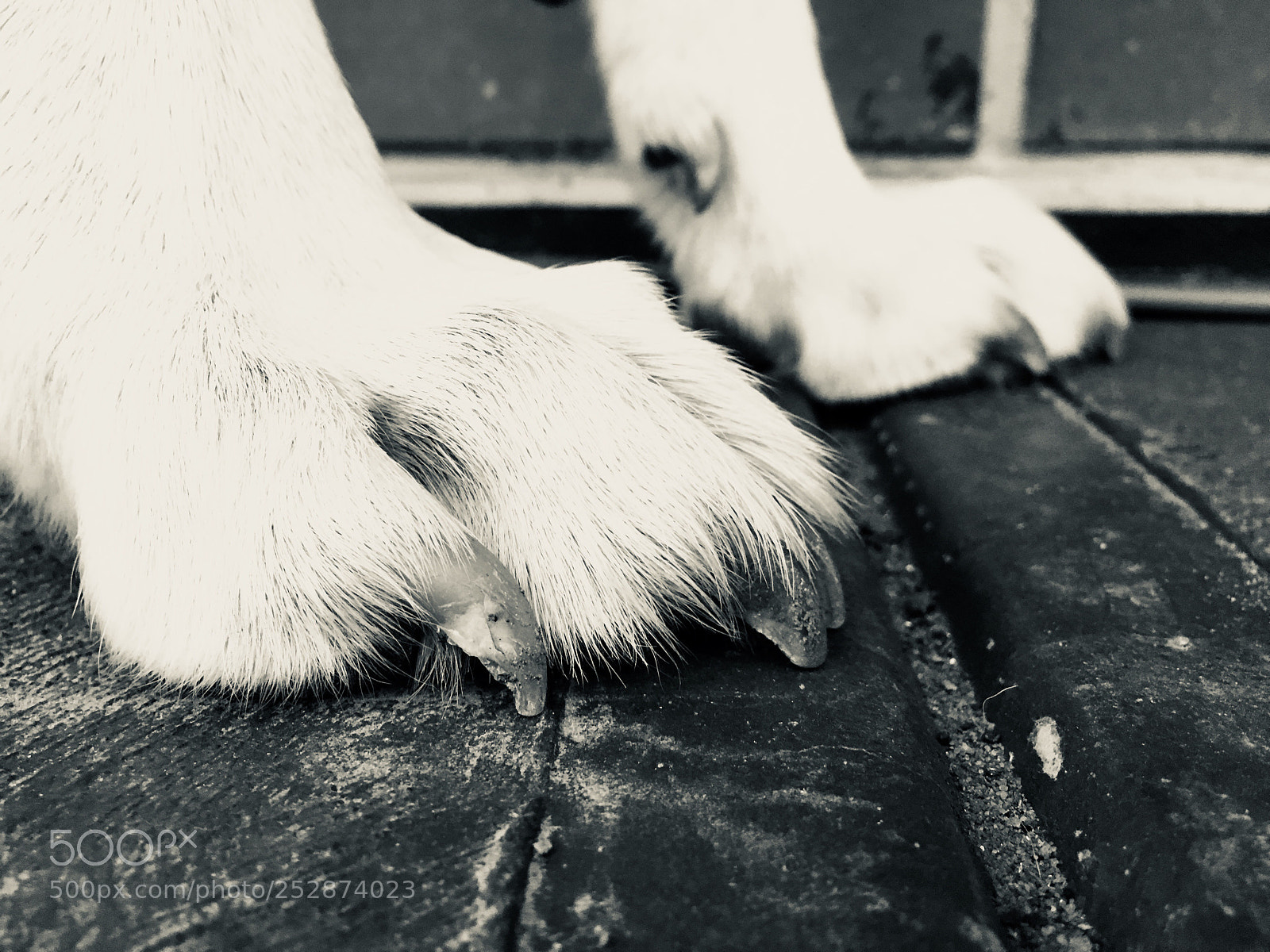 Apple iPhone 6s sample photo. Untitled photography