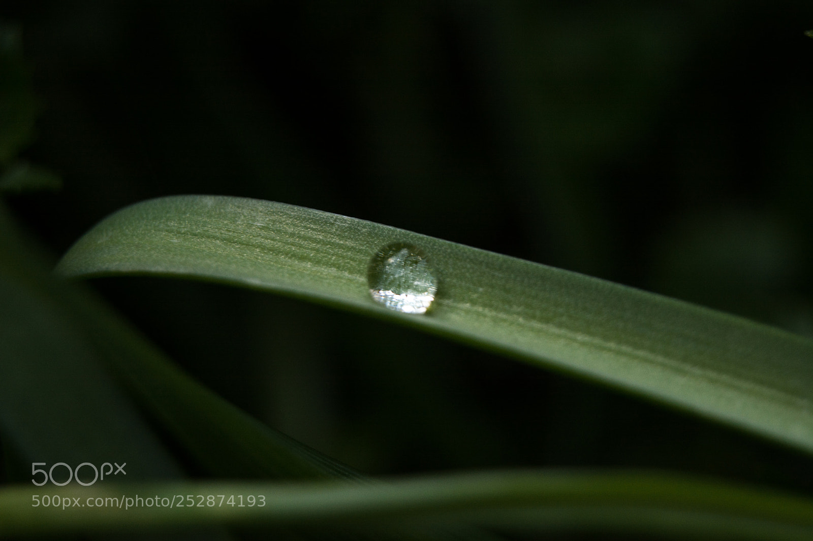 Nikon D5200 sample photo. Drop photography