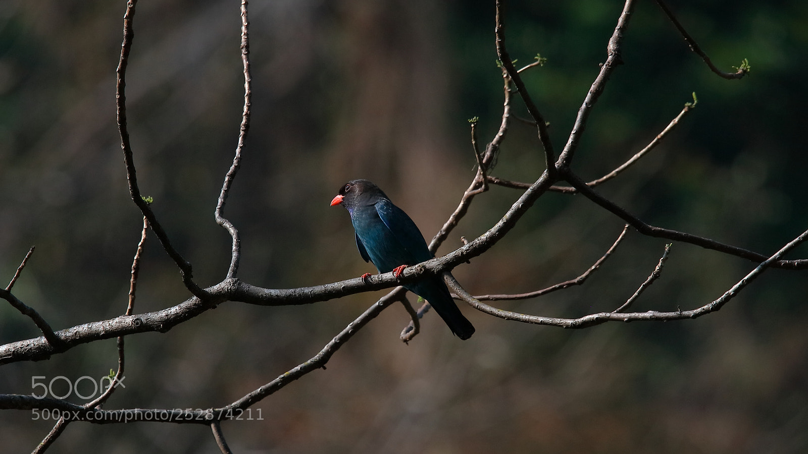 Canon EOS 5DS sample photo. Untitled photography