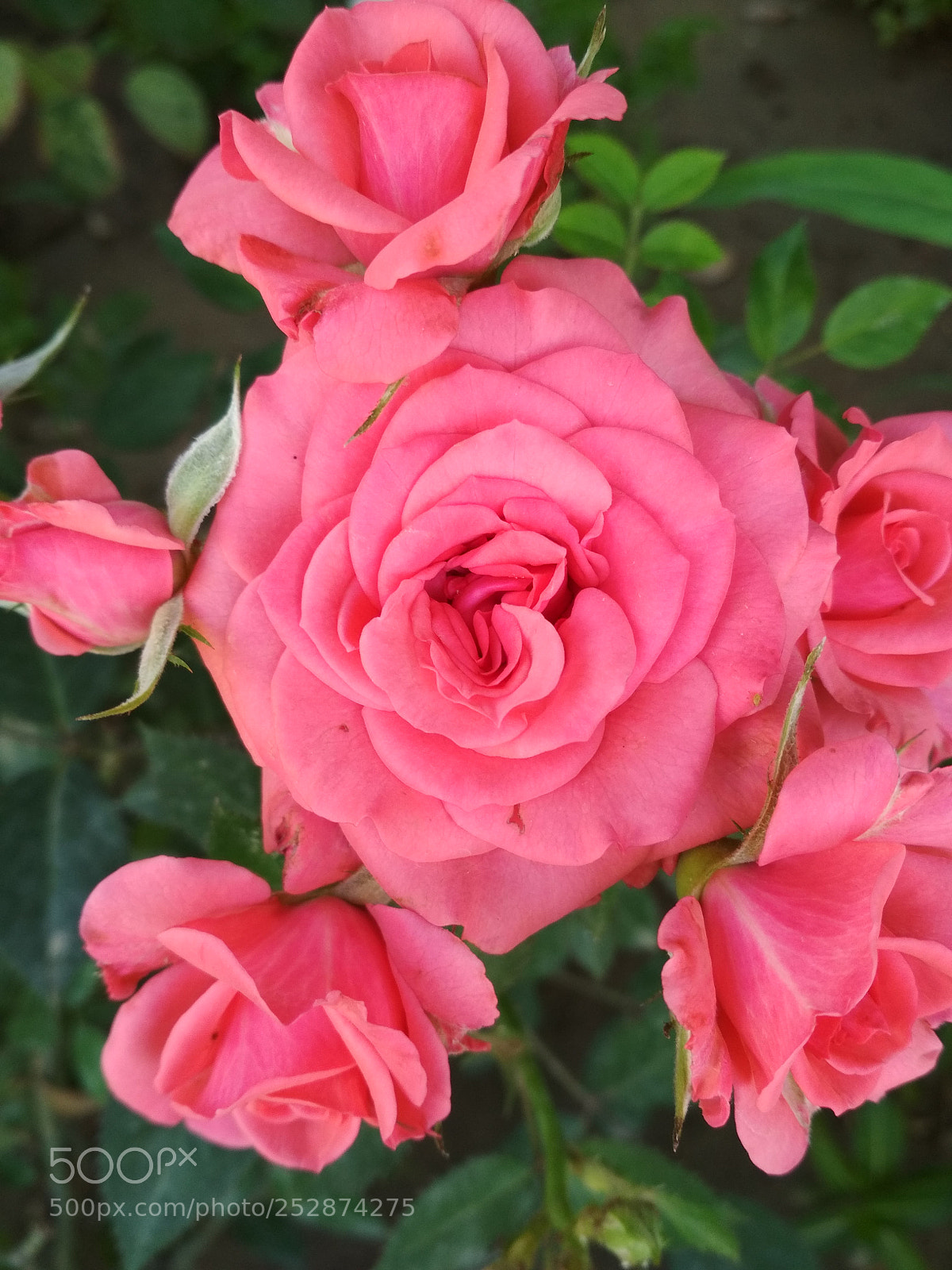 Xiaomi Redmi 4X sample photo. Spring flowers ???? photography