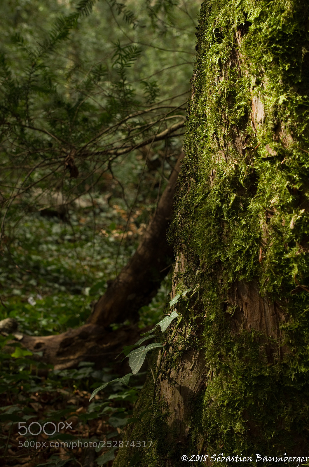 Pentax K-30 sample photo. Lumière naturelle photography
