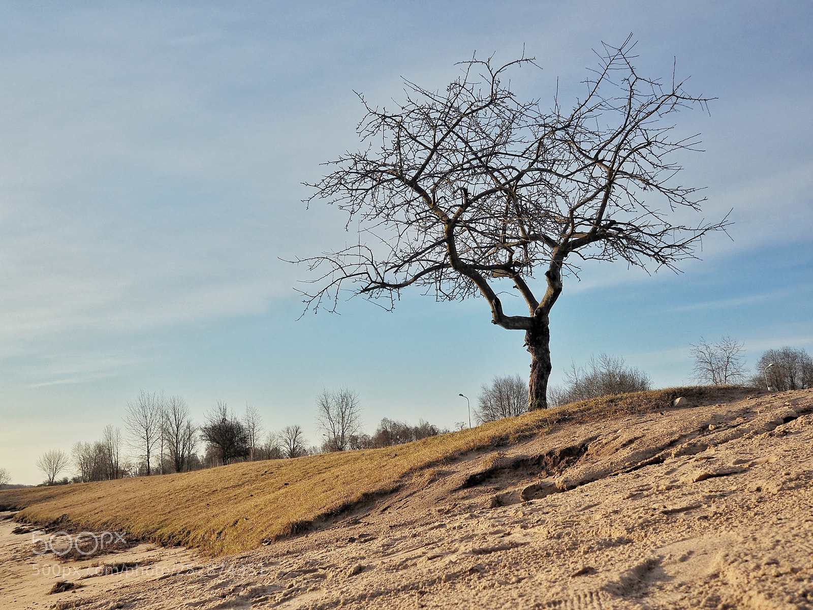 Olympus OM-D E-M10 II sample photo. Spring begin. photography