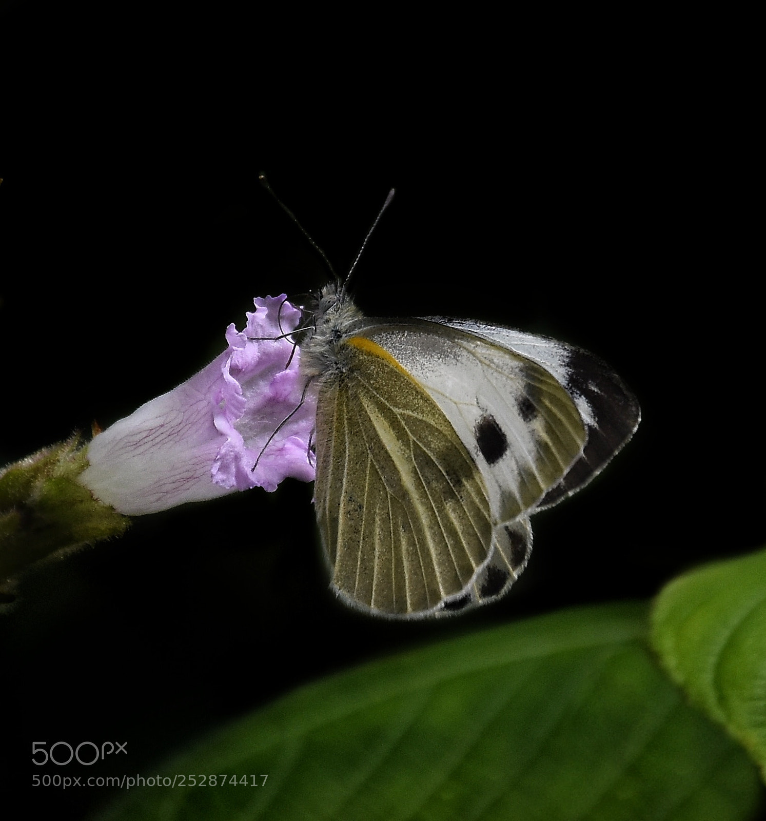 Nikon D7200 sample photo. Indian cabbage white photography