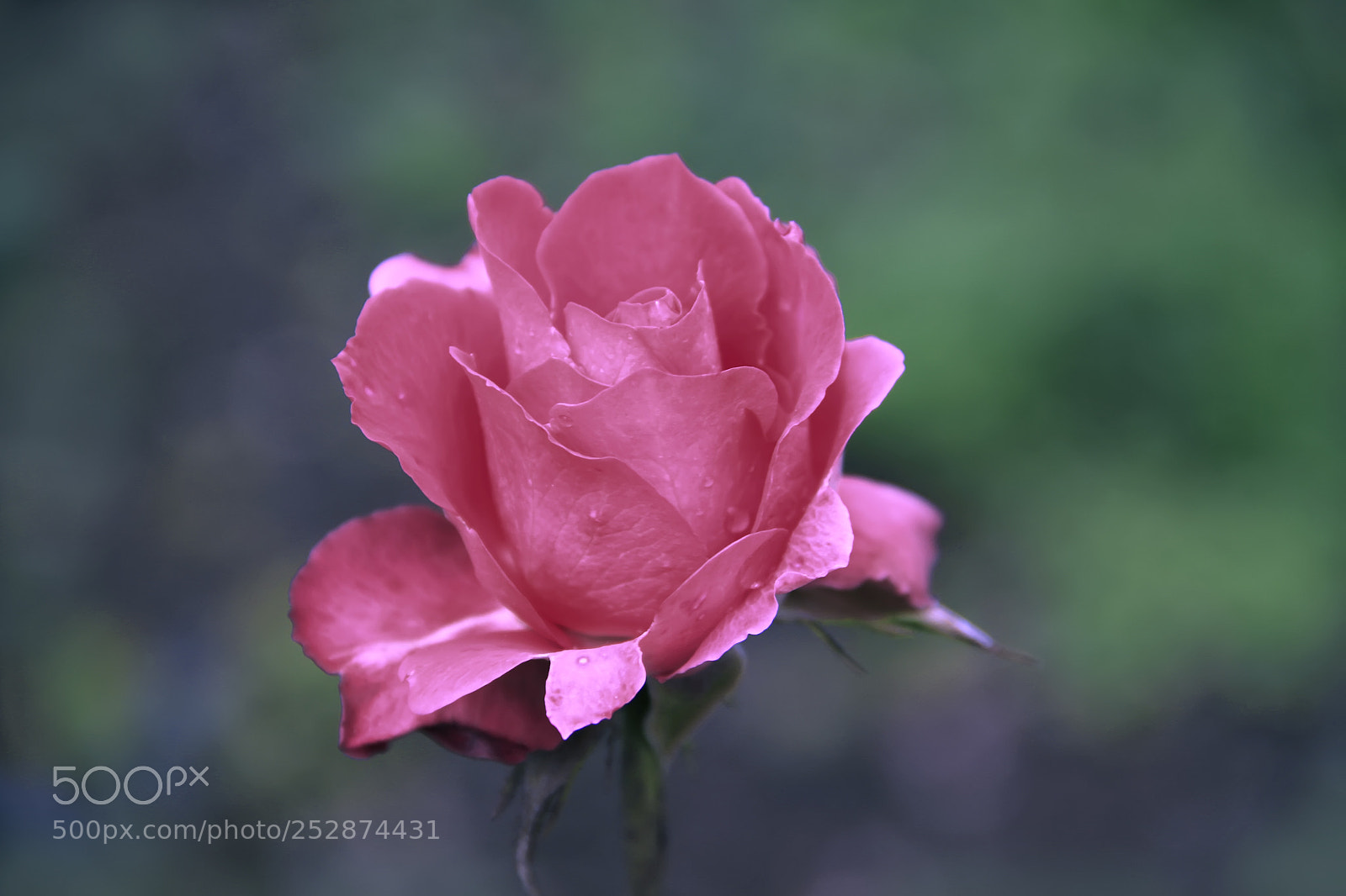Canon EOS 7D sample photo. Rose photography