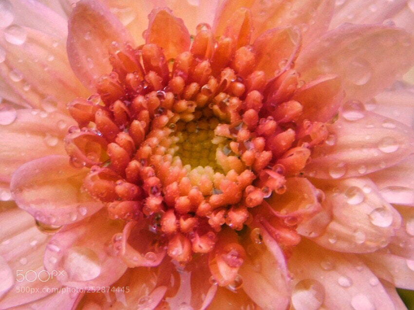 Nikon Coolpix B500 sample photo. Raindrops and flower photography