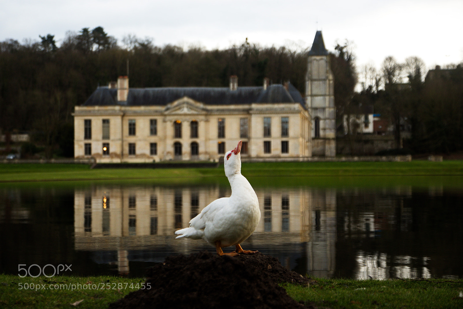 Canon EOS 700D (EOS Rebel T5i / EOS Kiss X7i) sample photo. Canard de château photography