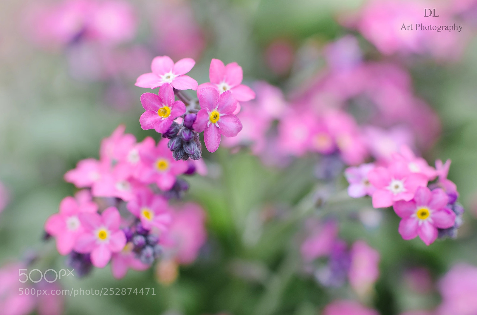 Nikon D7000 sample photo. Un peu de couleur photography